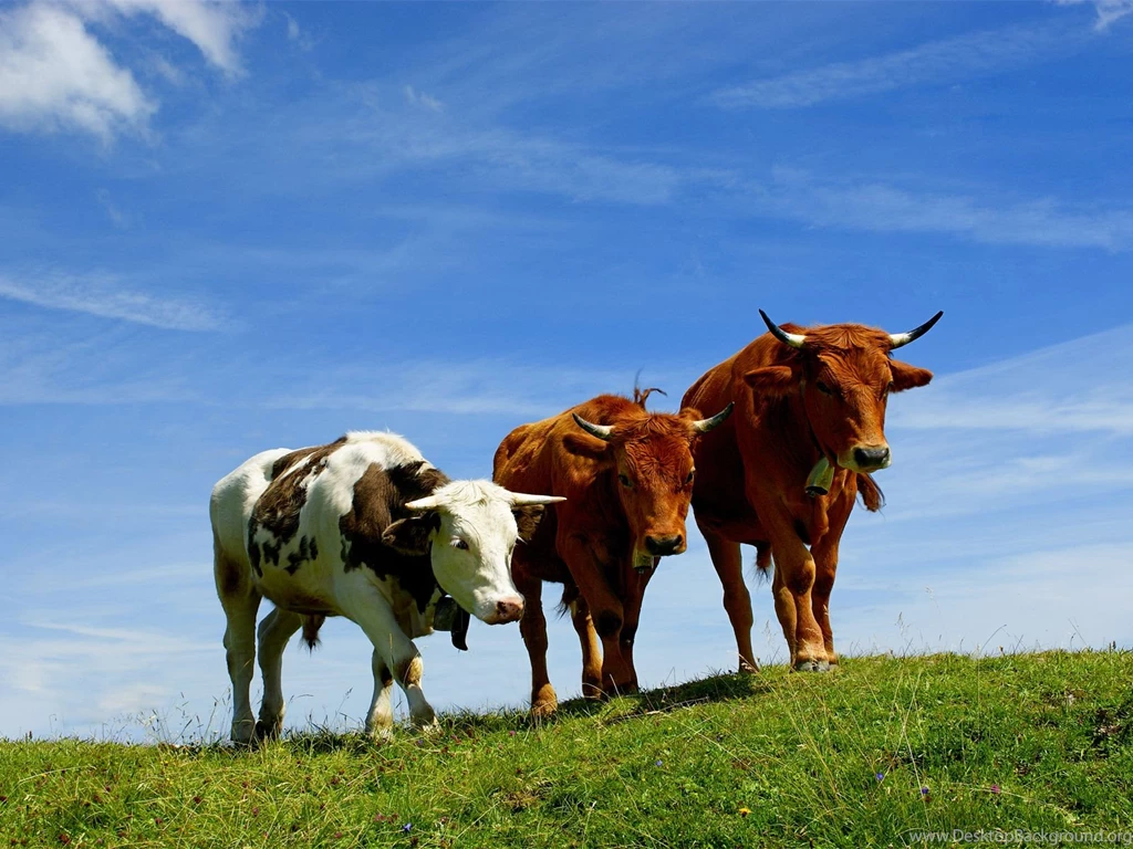 Top Wallpapers Cows Best Cow Wallpapers