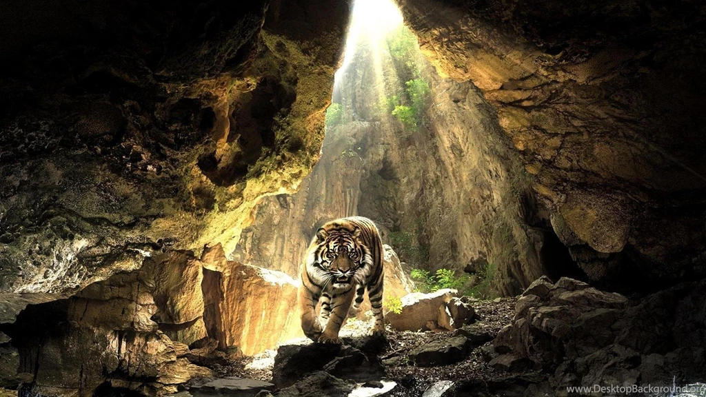 Tiger High Definition Wallpapers