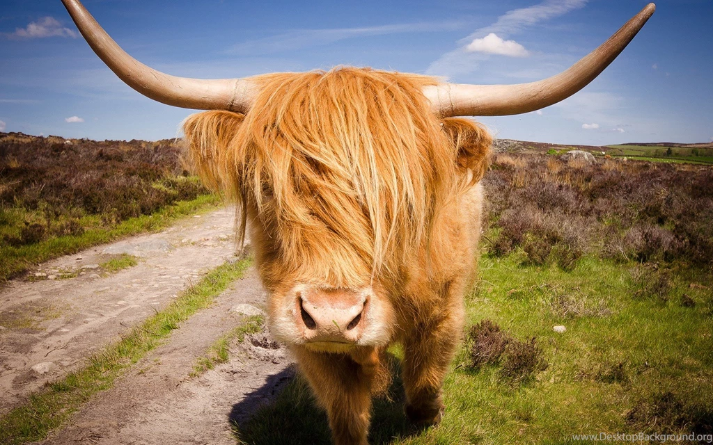 Highland Cattle Computer Wallpapers, Desktop Backgrounds ...