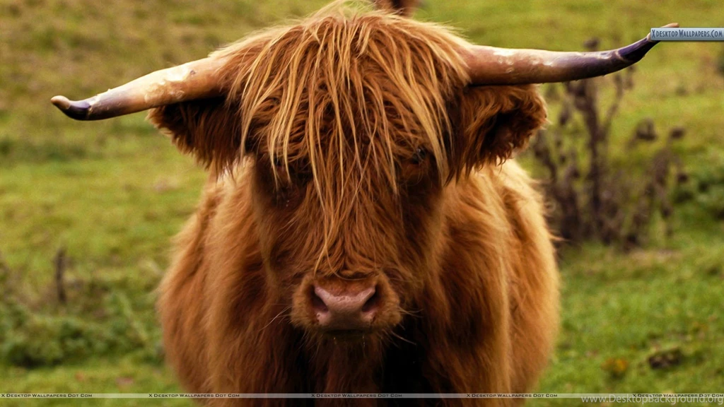 Shetland Cow Scotland Wallpapers