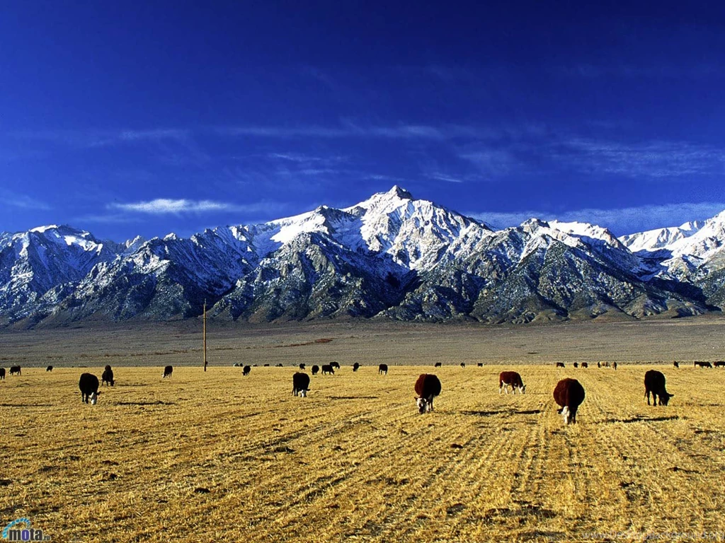 Cows Wallpapers Page 7: Cow Field Animal Steppe Nature Mountain ...