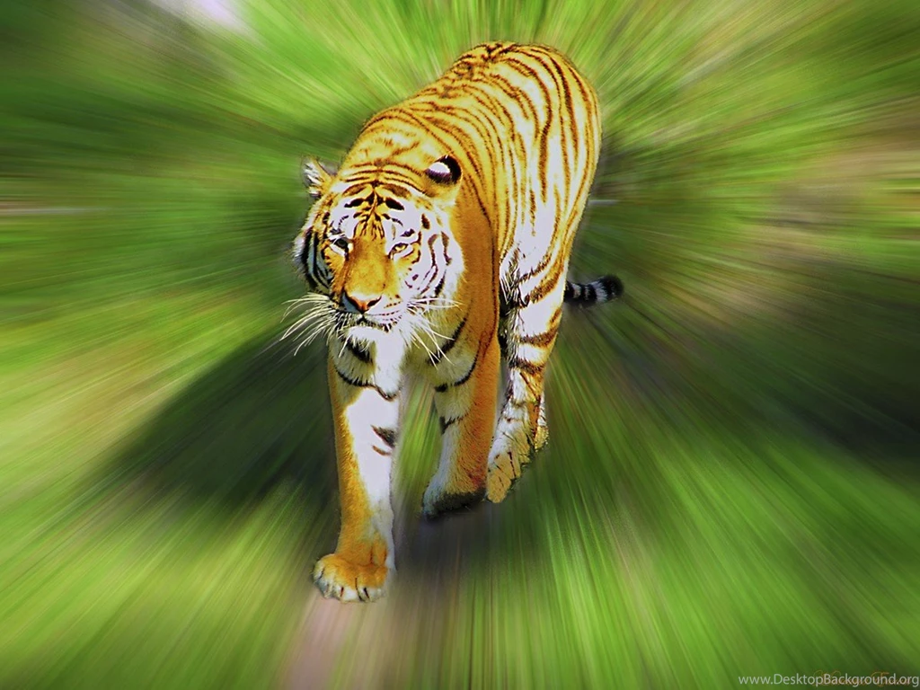 Other: Tiger Tigers Wallpapers For Desktop For HD 16:9 High ...