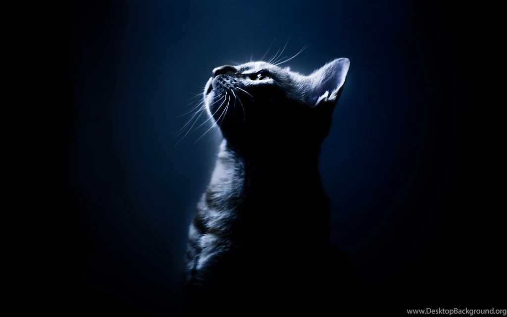 Wallpapers, Funny, Animal, Animals, Slides, Best (