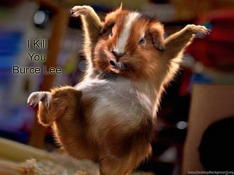 Best Funny Wallpapers   Wallpapers High Definition