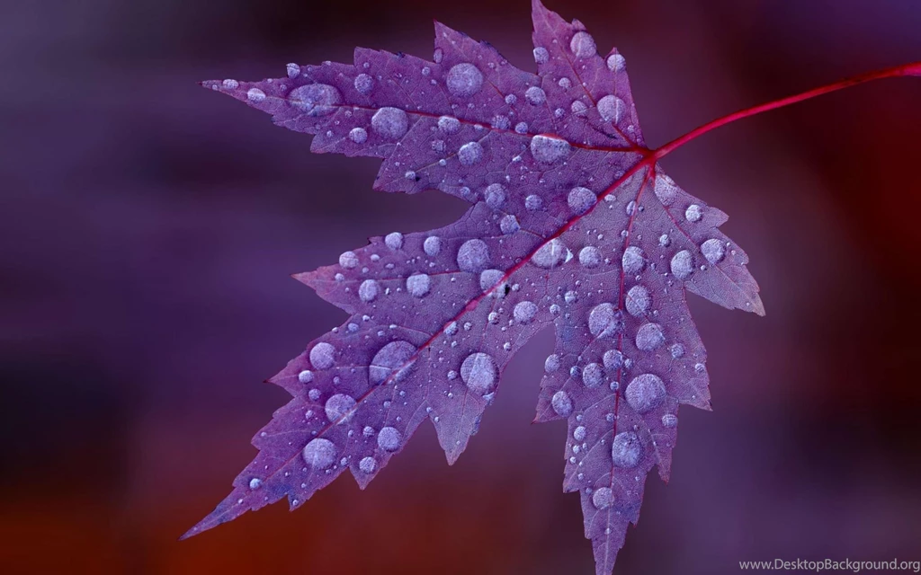 Water Drops HD Wallpapers