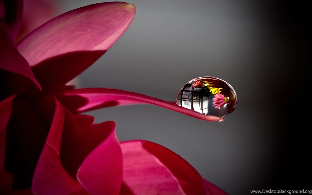 Water Drops On Pink Flower Macro 73937 HD Wallpapers
