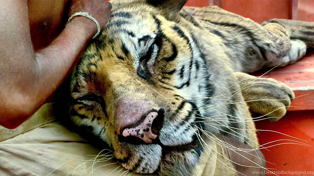 Life Of Pi Wallpapers HD Download