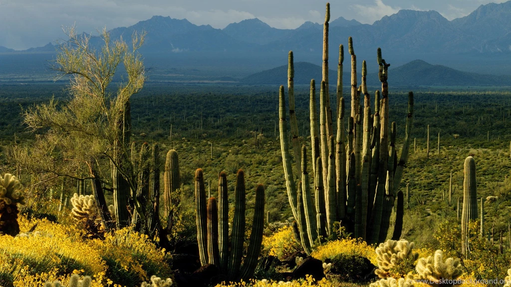 Cactus, Organ, Arizona, Monument, National, Brittlebush ...