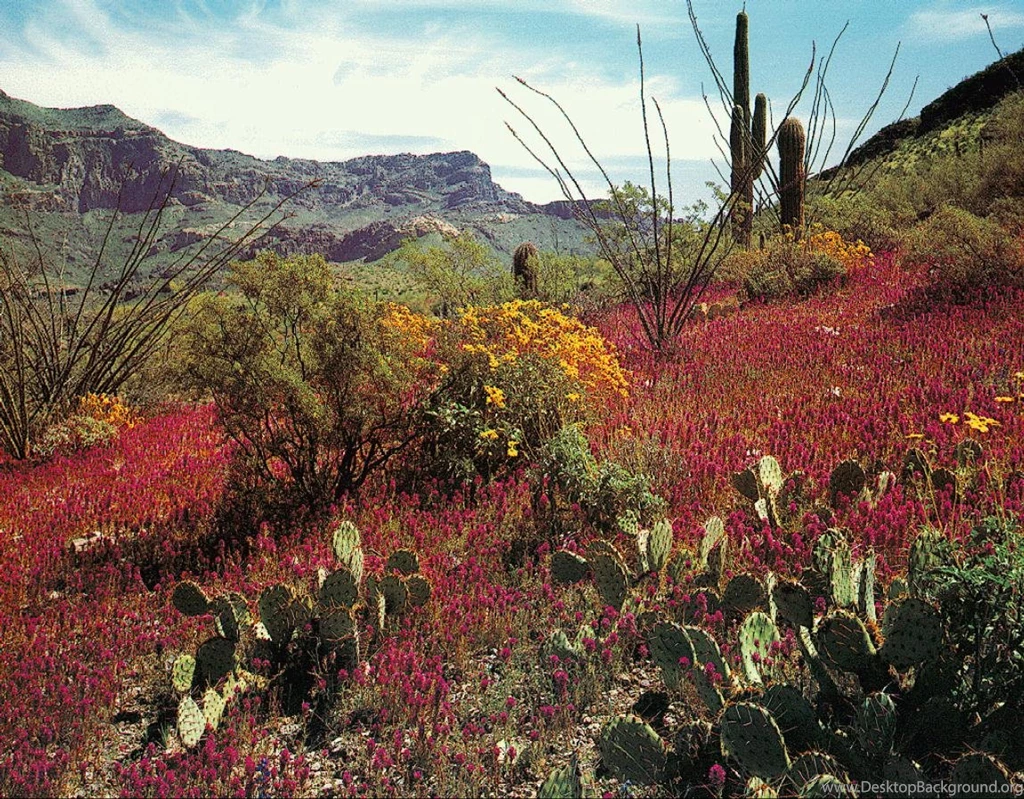 Spider's Arizona Pages