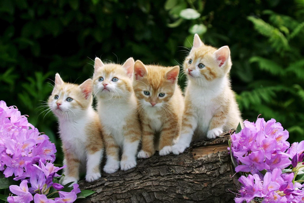 Cute Cats Images