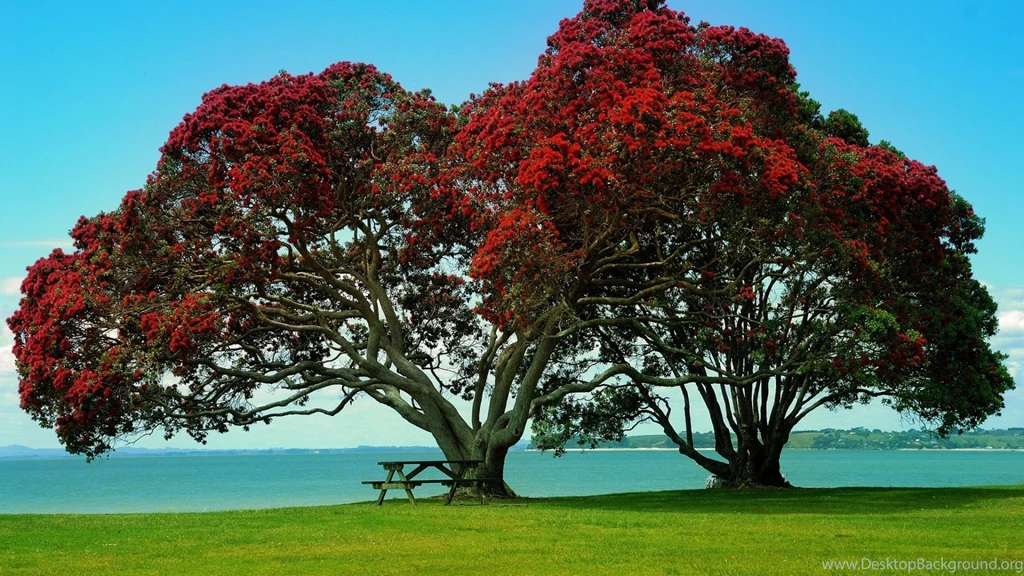 Beautiful Twin Trees Nature Backgrounds Desktop