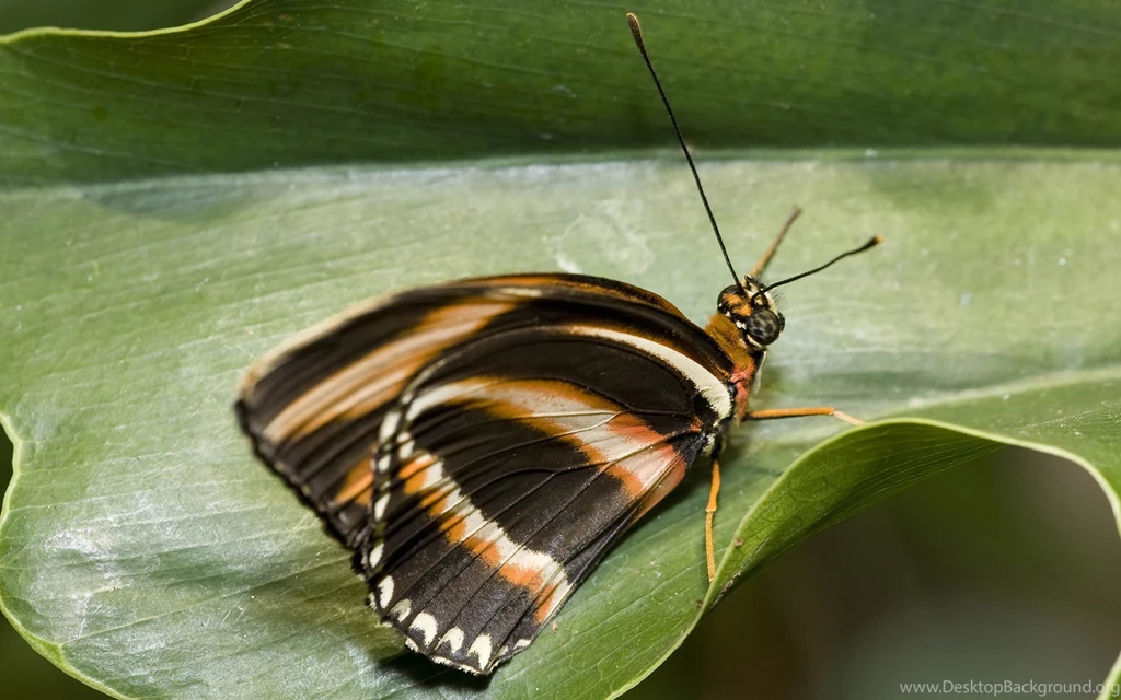Desktop Wallpapers · Gallery · Animals · Butterfly High Resolution ...