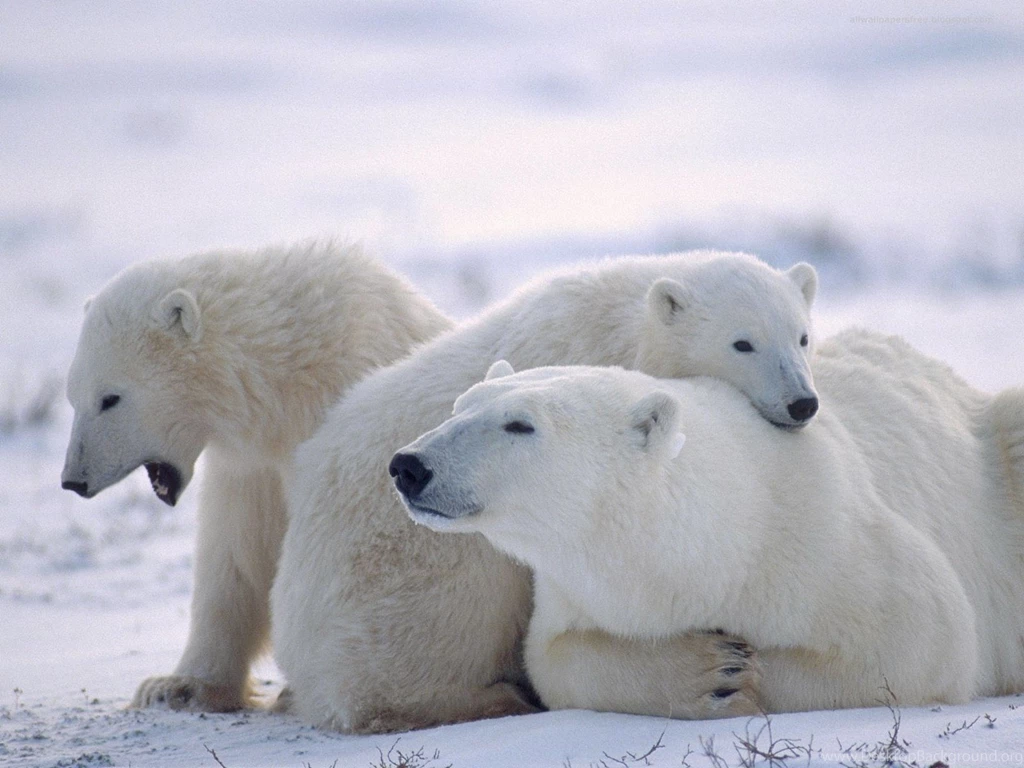 HD Animal Wallpapers: HD Wildlife Wallpapers