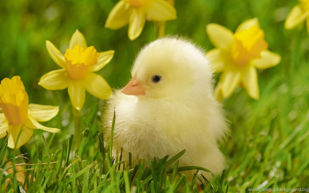 Cute, Baby, Ducklings, Hd, Desktop, Wallpaper, Background, Free ...