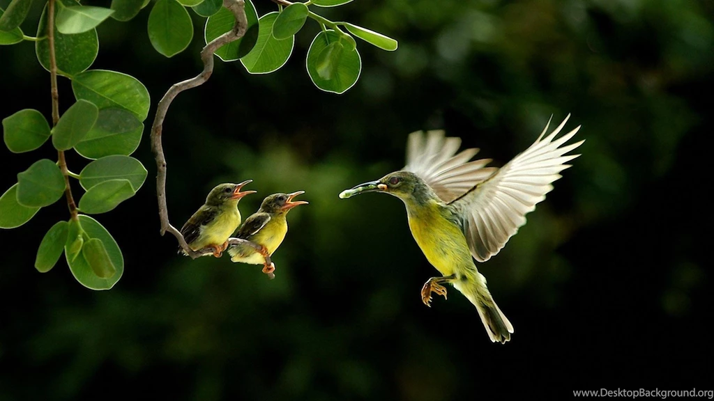 Baby Birds Wildlife Wallpapers