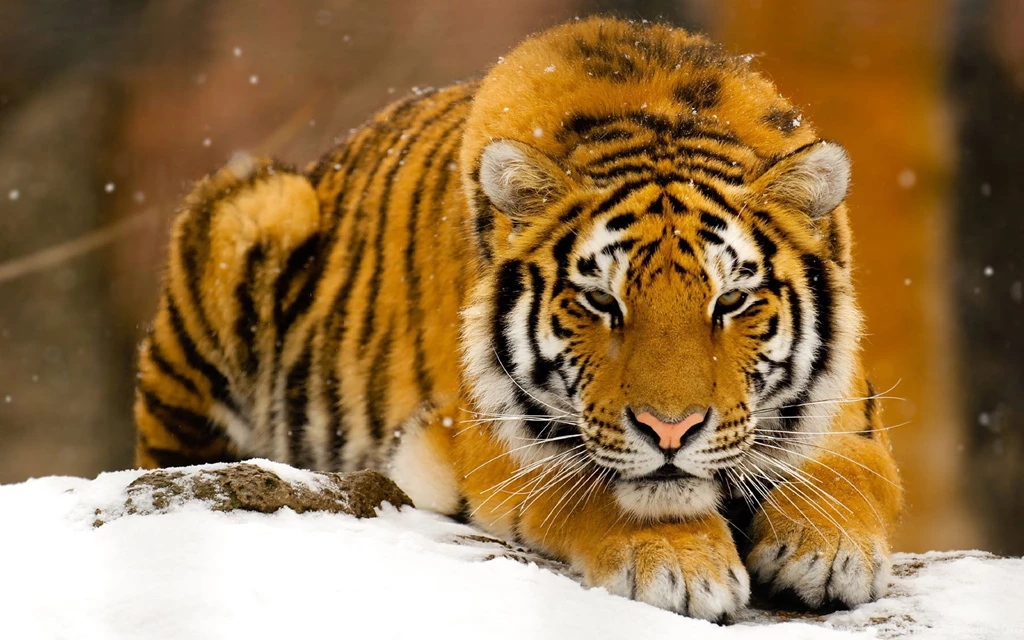 Wildlife Wallpapers HD