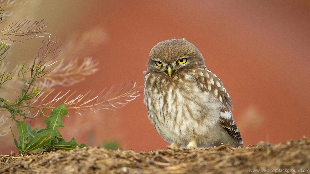 Birds Owls Wildlife Wallpapers
