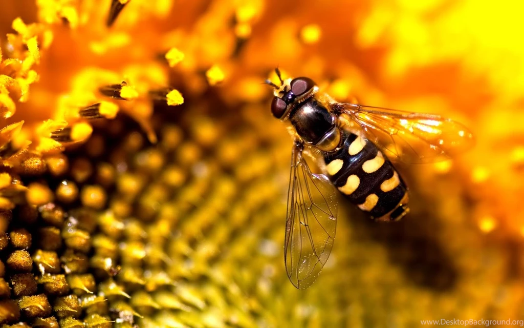 Download Fly Wasp Wallpapers 1680x1050