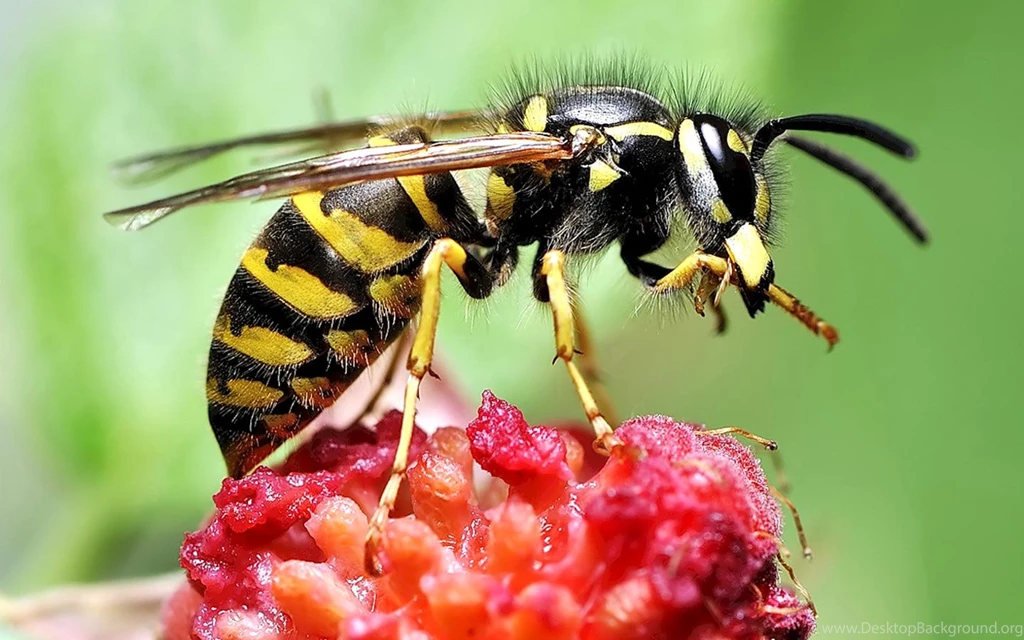 Desktop Wallpapers · Gallery · Animals · Wasp Predator