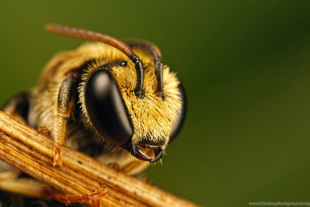 Download Insects Wasp Wallpapers 1800x1200