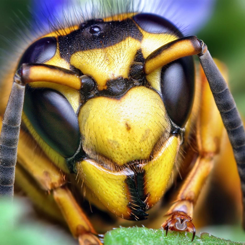 Wasp Wallpapers Wasp Wallpapers – Ipadwallpapershop.com