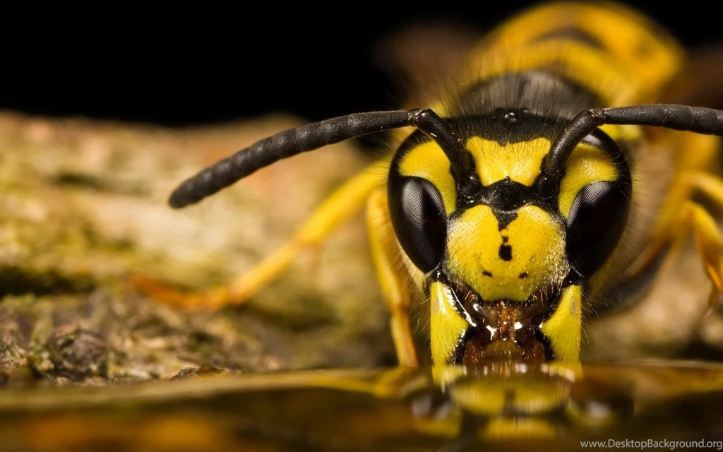 Wasp Drinking Water Wallpapers