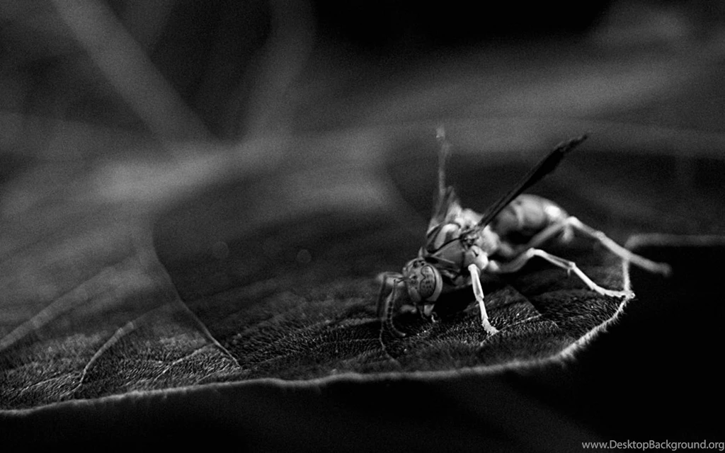 Wasp Wallpapers 1680x1050 By Squiggly On DeviantArt