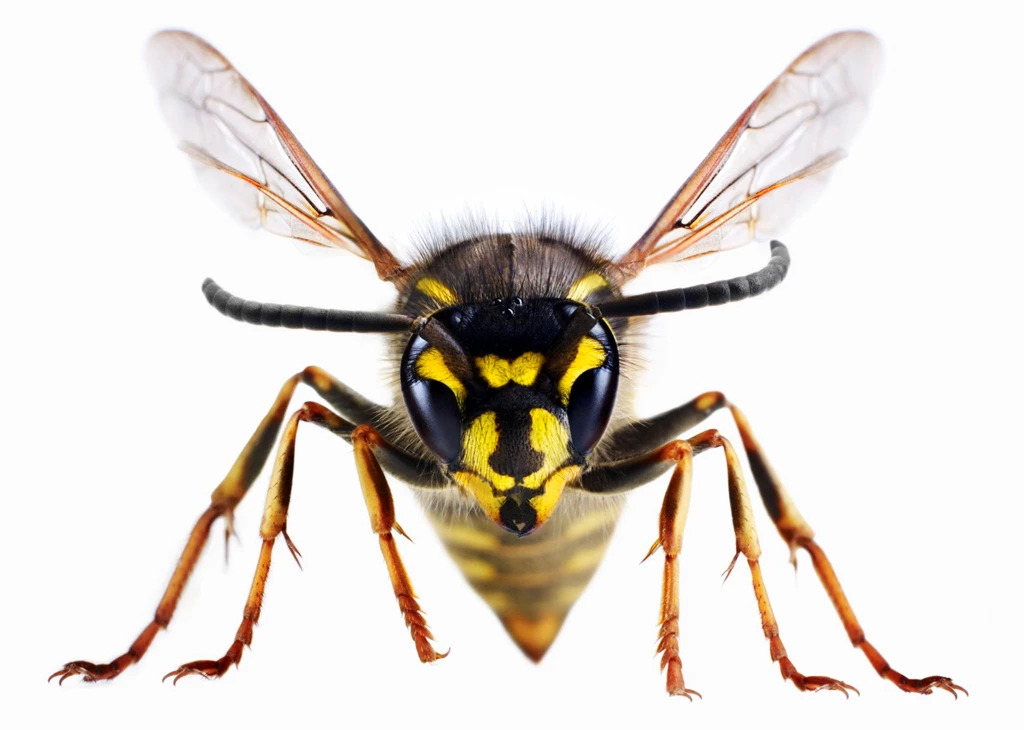 Wasp wallpaper 10.jpg