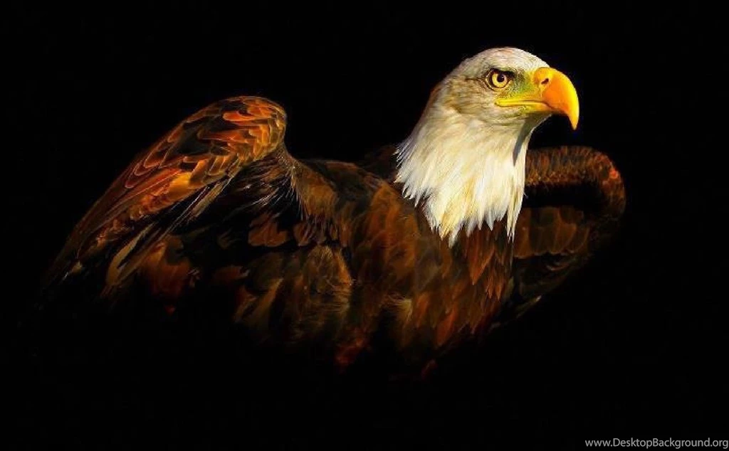 Birds: Eagle Usmc Marines Recon Marine Corps Wallpapers For Desktop ...