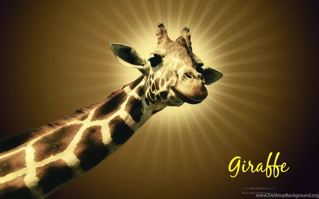 Freebies   Giraffe Wallpapers 1920x1200   Moo No More