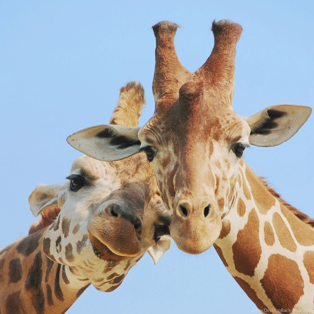 Two Giraffe Faces 2048 X 2048 IPod 3 Wallpapers, Backgrounds ...