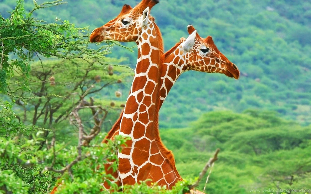 Giraffe Computer Wallpapers, Desktop Backgrounds