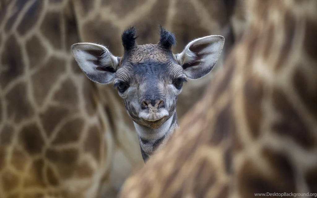 Ultra HD 4K Giraffe Wallpapers HD, Desktop Backgrounds 3840x2400