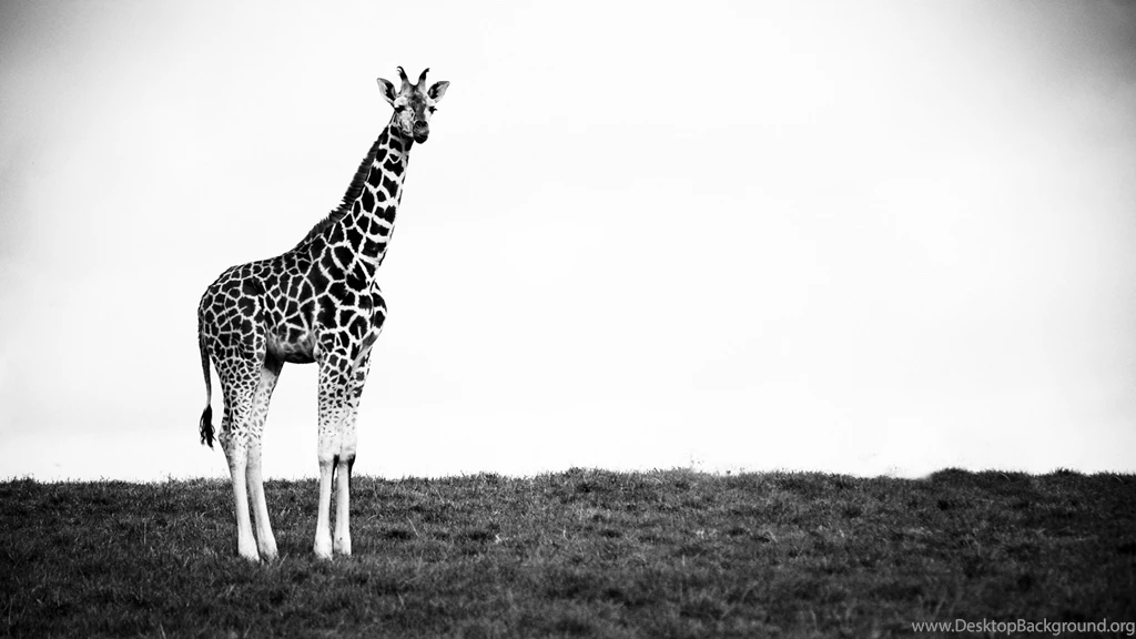 Giraffe Animal Wallpapers 2058 2560x1700 UMad.com