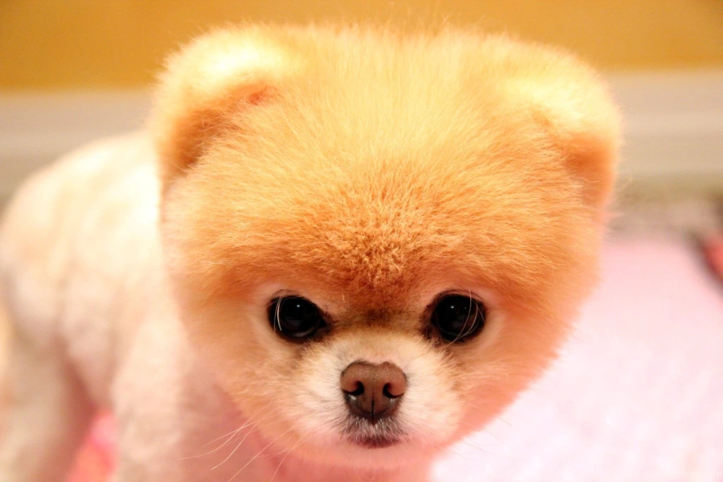 Boo Dog Wallpapers For Desktop Wallpapers