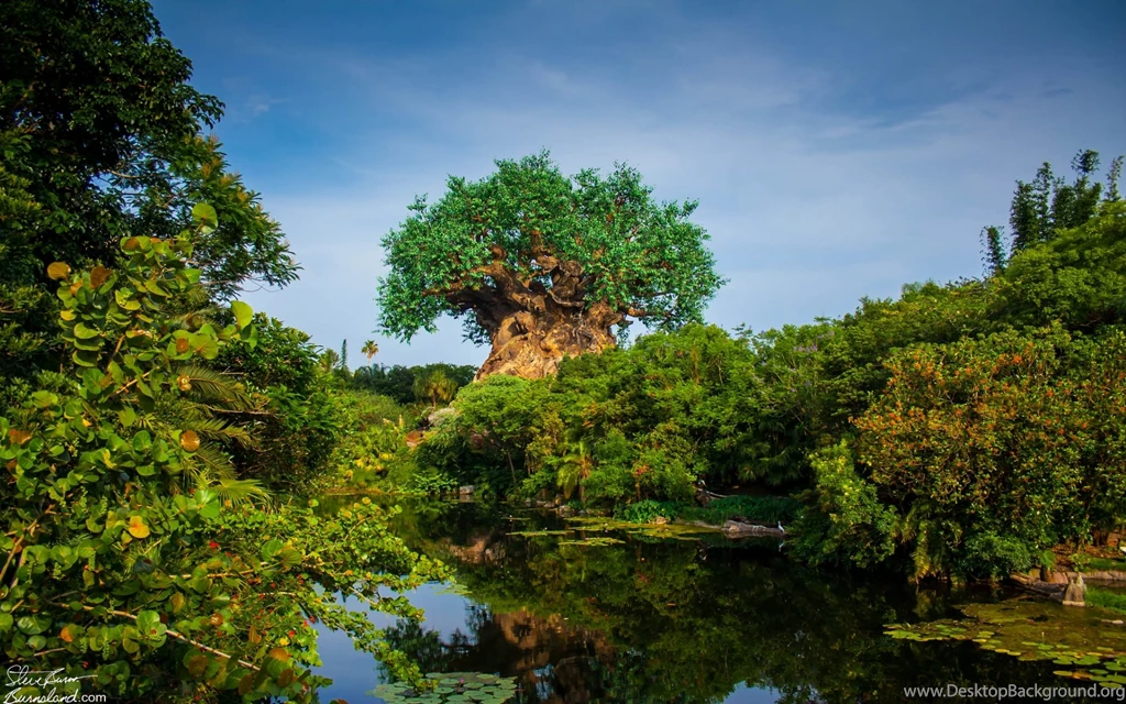 Tree Of Life At Disney's Animal Kingdom Computer Wallpapers ...