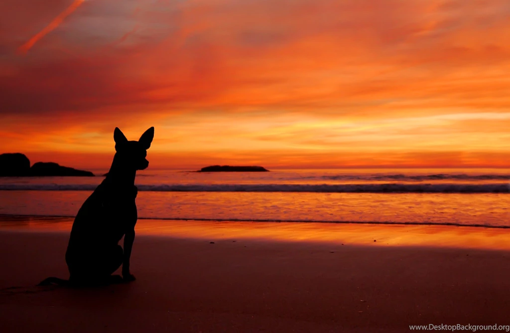 Sea Beach Sunset Dog Silhouette Wallpapers