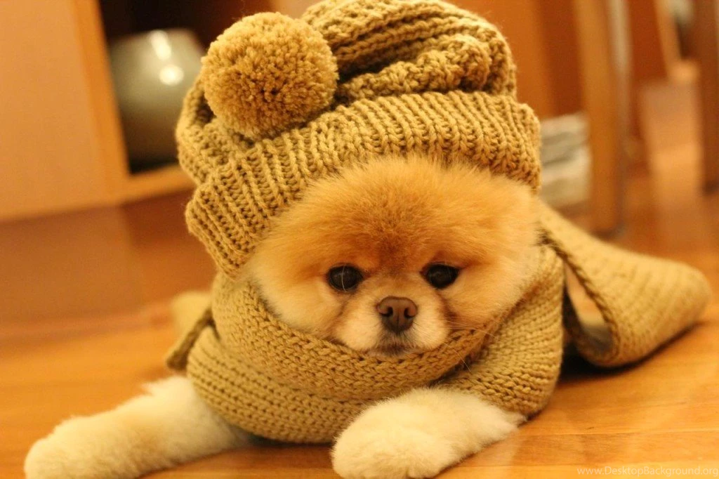 Animals Wallpapers