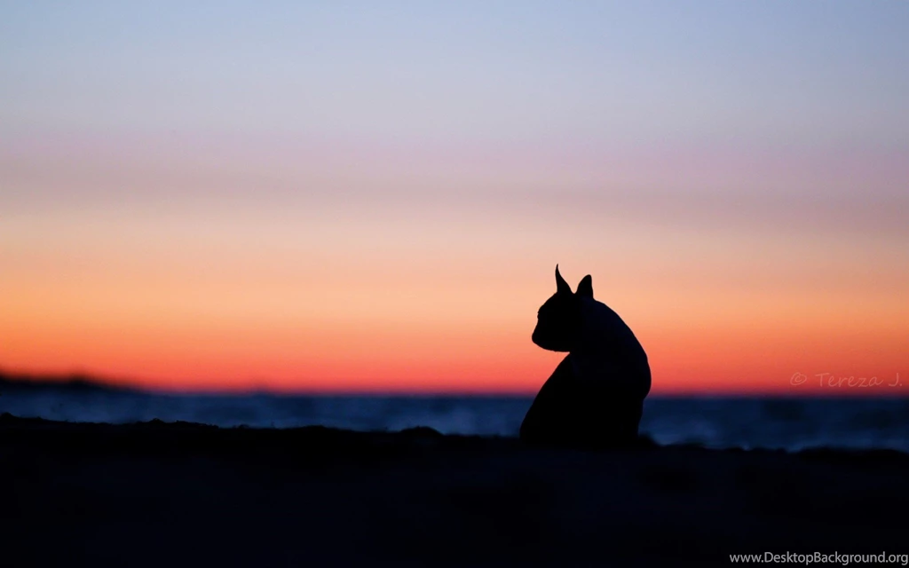 Mood dog silhouette nature sunset hd wallpapers   Magic4Walls.com