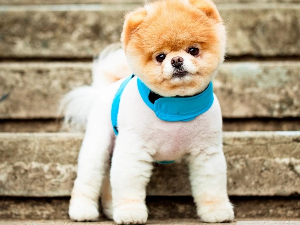 Boo The Dog HD Desktop Wallpapers : Widescreen : High Definition ...
