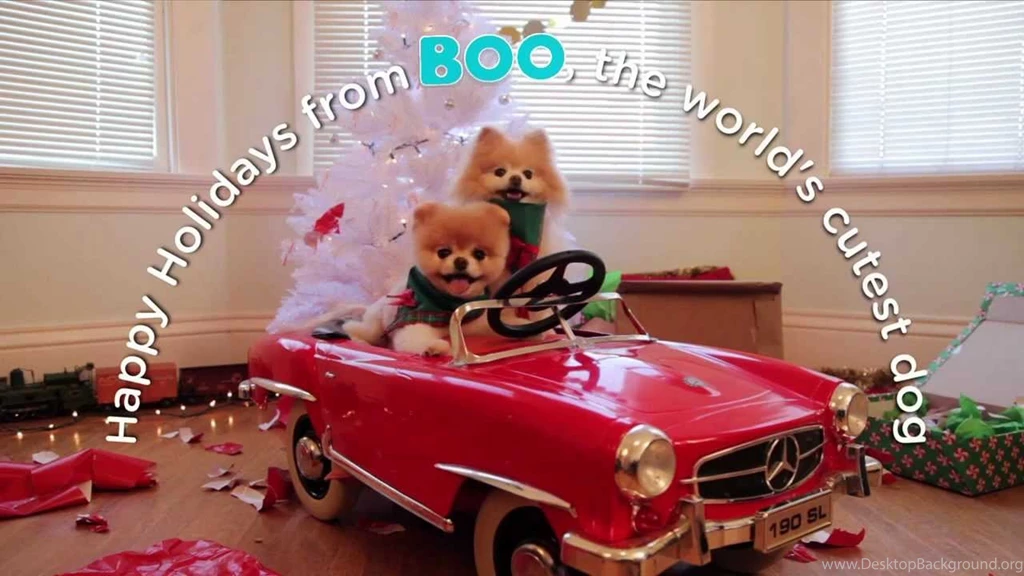 A Holiday Adventure With Boo, The World's Cutest Dog YouTube
