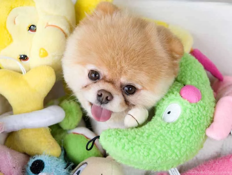1000+ Images About Boo Worlds Cutest Dog On Pinterest