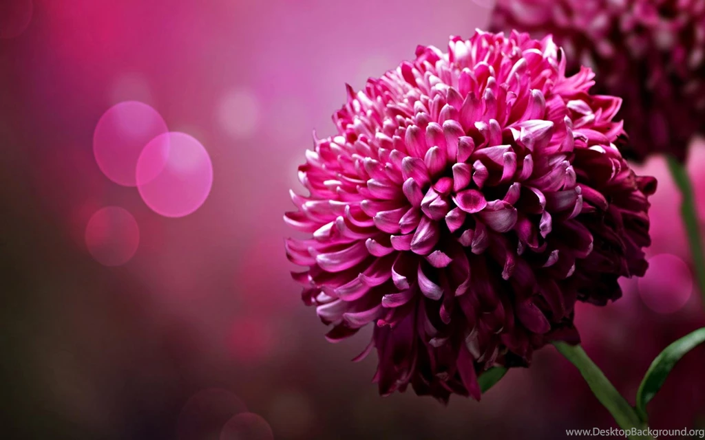 Purple Chrysanthemum Flowers Desktop Wallpapers 1680x1050 ...
