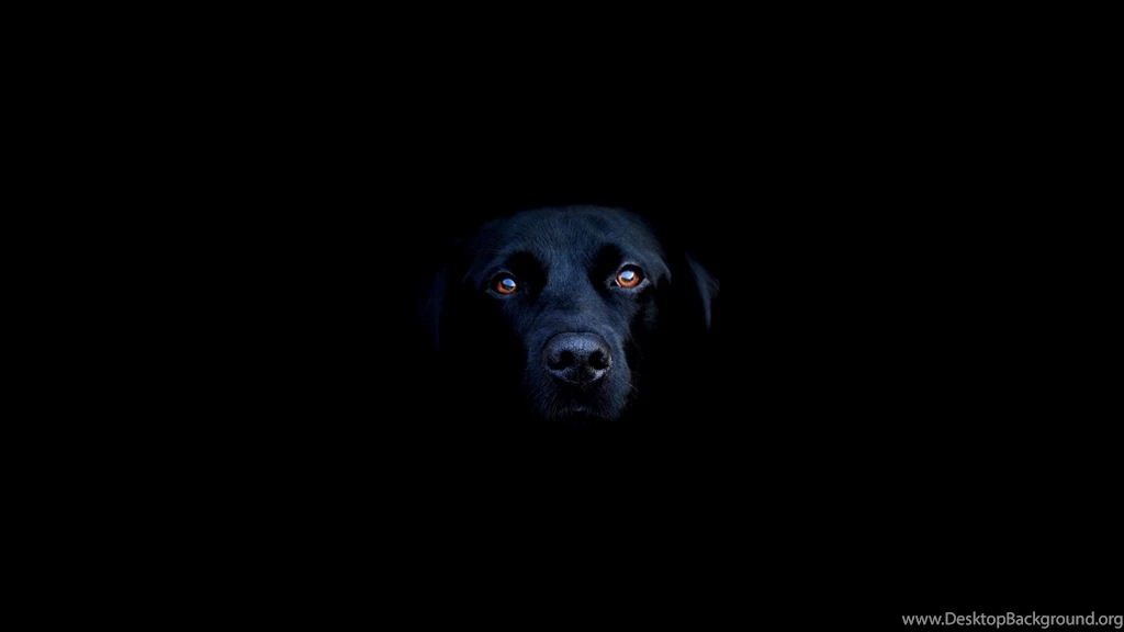 50 Free HD Dog Wallpapers