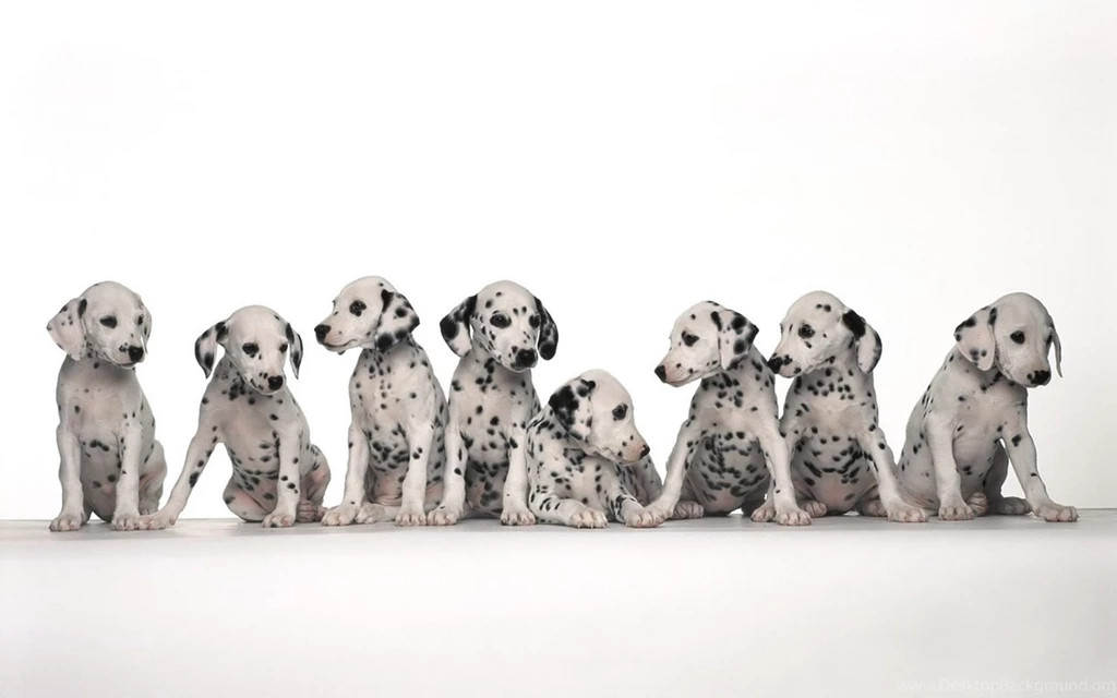 Photo 25 Of 64, Dog Wallpapers