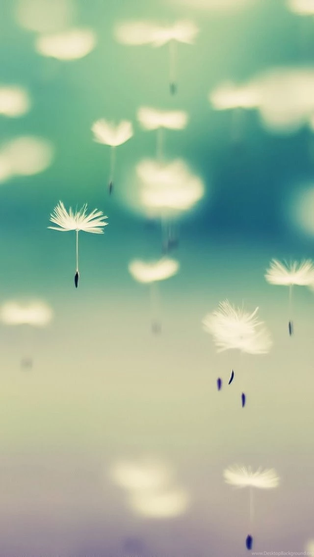 Dandelion iPhone Free Download HD Wallpapers 10077   HD Wallpapers ...