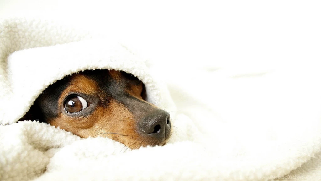 May 29, 2015 ~ Cute Little Dogs, Animals Image Galleries