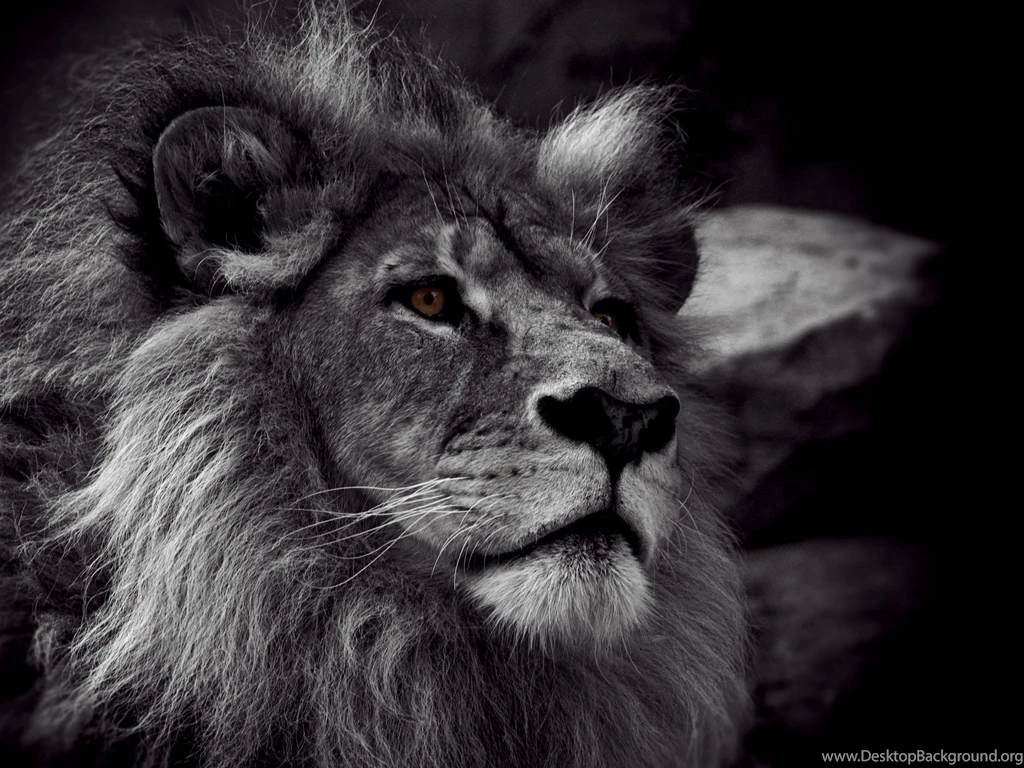Nature Wallpapers Animals, Lions, Dimgray, Darkgray