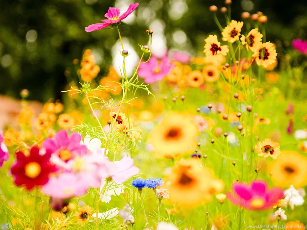 Nature Wallpapers   Flowers, Lightpink