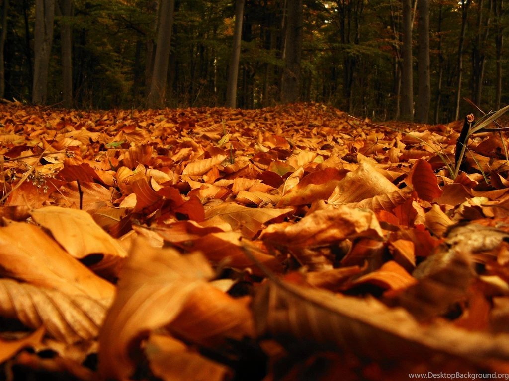 Nature Wallpapers   Autumn, Saddlebrown, Sienna, Chocolate ...
